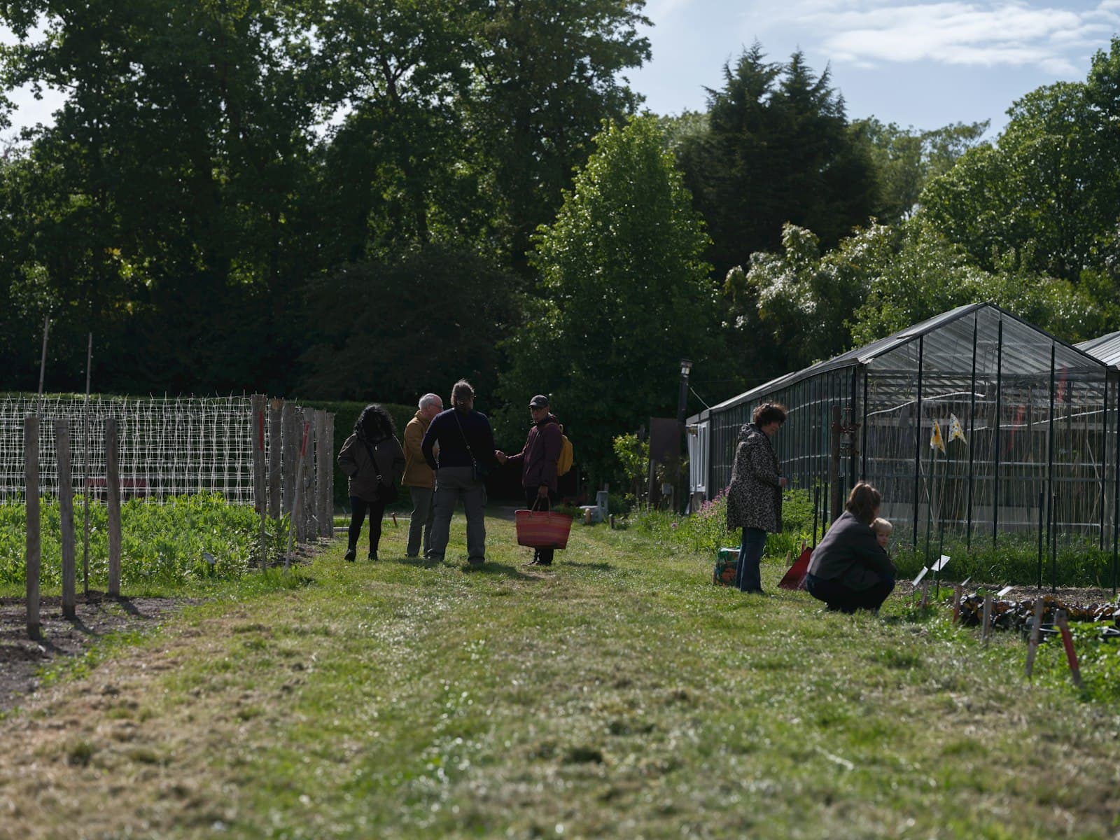 Volunteers gathering and harvesting at a community allotment garden with greenhouses