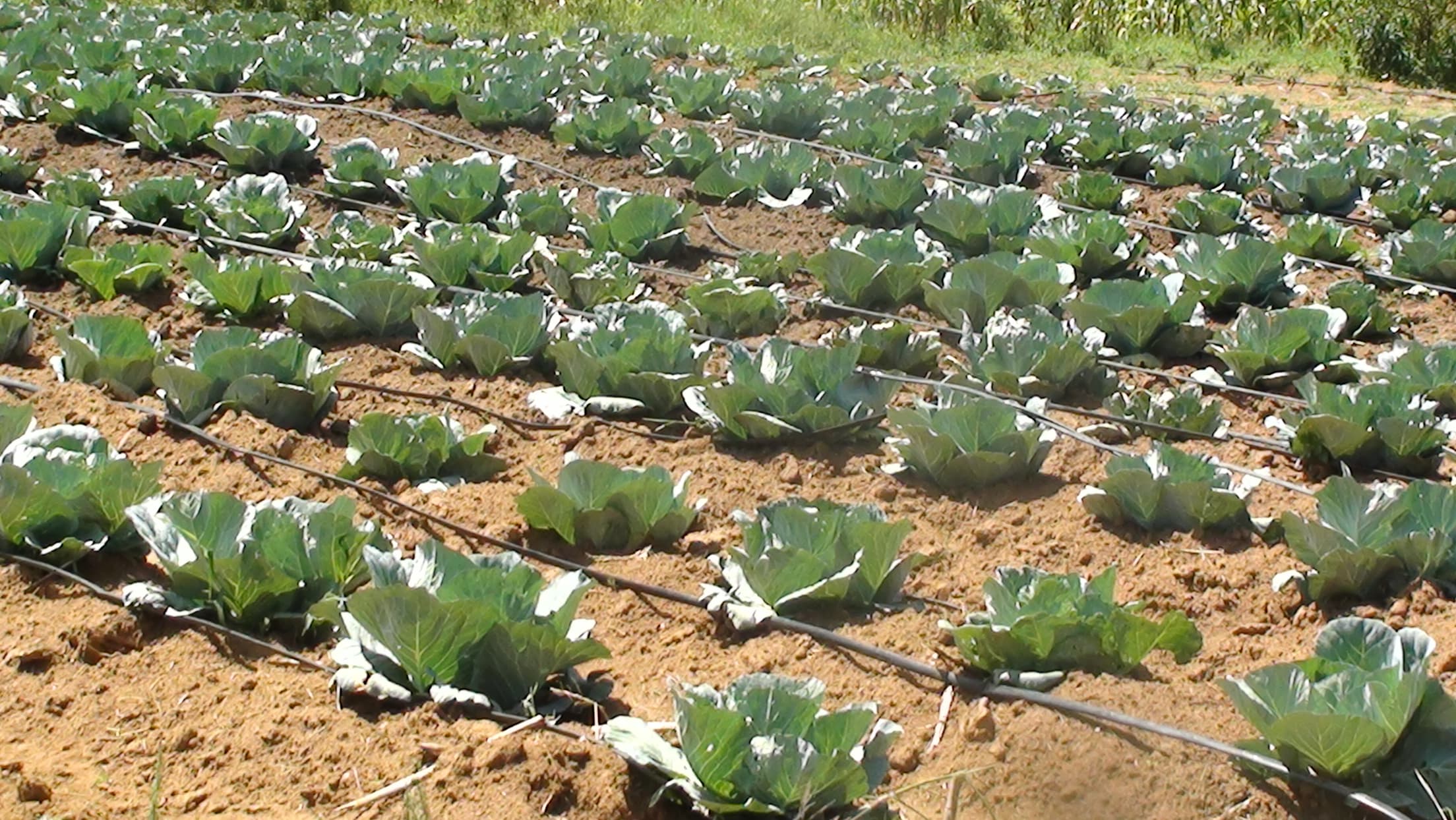 Rows of cabbage with drip-line irrigation, Yogo Farm