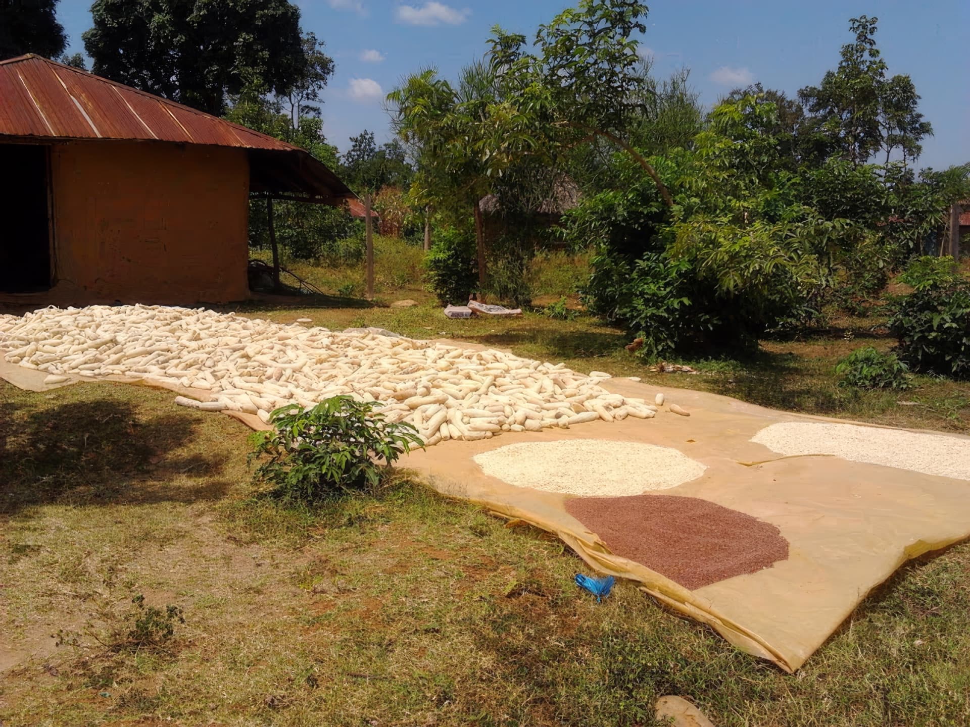 Corn and grain drying outside a storehouse at Yogo